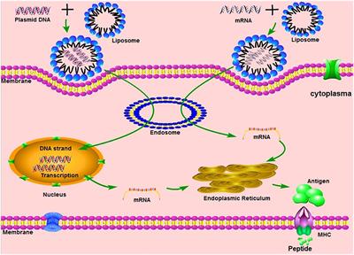 Frontiers | Advances in mRNA Vaccines for Infectious Diseases | Immunology